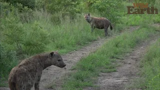 WildEarth - Sunset - 15 December 2021