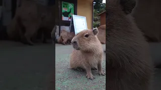 Baby Capybara Squeak