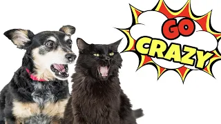 Cat Sounds That Make Dogs Go Crazy
