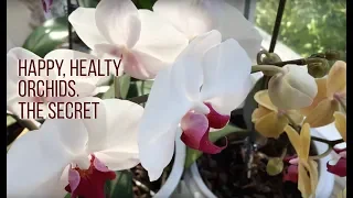 🌺GARLIC WATER RECIPE - THE SECRET FOR BLOOMING ORCHIDS.