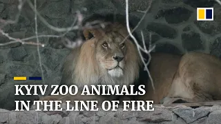 Zookeepers fight to keep animals safe at Kyiv zoo as Russian invasion of Ukraine continues