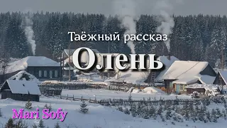 Аудиокнига Ю.К.Насыбуллин "Олень" Таёжный рассказ из советского прошлого. Читает Марина Багинская.