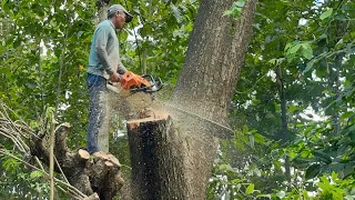 Fast and Easy... Cut Down 3 Tallest Trembesi Trees in the Garden, Stihl ms881.