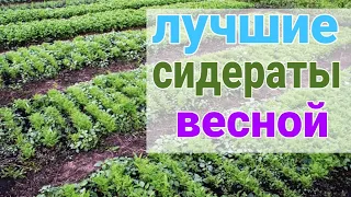 СИДЕРАТЫ. Какие сидераты сеять весной, горчица, фацелия, овес. часть 1