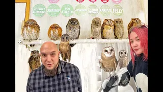 THE BEST OWL EXPERIENCE IN TOKYO JAPAN| #1 OWL CAFE| AKIHABARA OWL CAFE