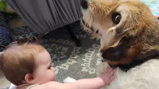 Cutest baby crawls to pet the big dog!!!!