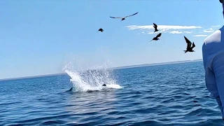 Orca vs mobula - La Paz - Sea of Cortez