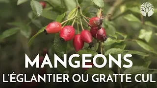 Mangeons l'églantier, cynorhodon ou gratte cul