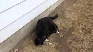 Male and Female cats meeting for the first time.