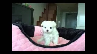 my cutest tiny tea cup size Pomeranian puppy trying to jumping