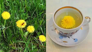 Dandelion is a flower of the 🌞 Sun. Collection and drying of flowers. Golden tea.