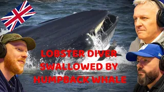 Lobster Diver Swallowed by Humpback Whale REACTION!! | OFFICE BLOKES REACT!!