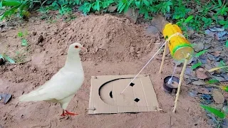 Unique Bird Trap - Underground Pigeon Trap Using Paper & Bottle