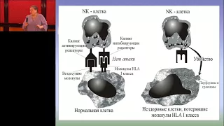 Мастер-класс по иммунологии проф. Казмирчук В.Е. “Основы иммунологии” часть 1