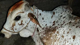 Some Beautiful cows and his babies || PA