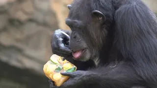 Enriquecimiento ambiental: helados gigantes para gorilas y chimpancés en BIOPARC Valencia