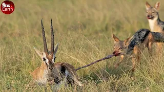 Aghast! Gazelle Fight Back to Save Her Baby - Animal Wild Life