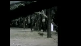 "Doyle Video" [Stabilized] Thylacine (Tasmanian Tiger) Sighting in South Australia (1973)
