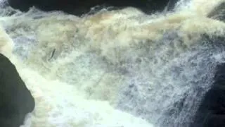 Salmon Leaping The Falls of Feugh
