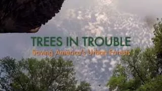Bullfrog Films presents...TREES IN TROUBLE