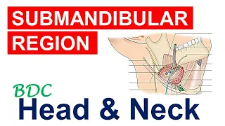 Chp7 | Anatomy of SUBMANDIBULAR REGION | Head & Neck Anatomy | BDC Vol3 | Dr Asif Lectures