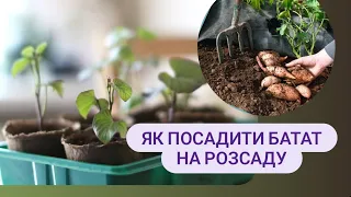 ЯК посадити БАТАТ на розсаду