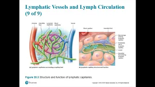 Chapter 20 -  Lymphatic System