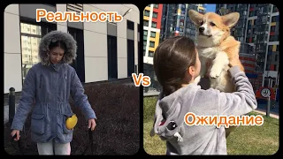 Ожидание Vs реальность. Жизнь с собакой. Корги Рокки.  (говорящая собака)