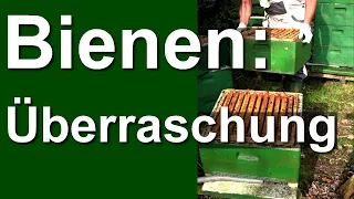 Erster Bienen-Eingriff 18. März: Überraschung Dunkle Biene - Auswintern und Durchlenzen