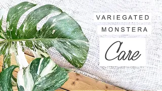 How To Keep VARIEGATED MONSTERA DELICIOSA Happy 🤍💚 Top Tips + Tricks | HOUSEPLANT 101