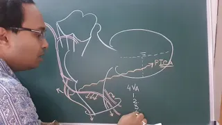 artery supply to brain stem