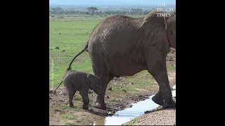 ELEPHANT FAMILY BONDING