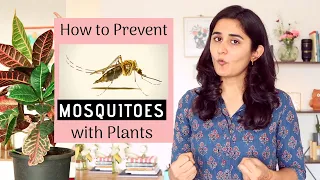 Plants that can help Prevent Mosquitoes at Home | Garden Up