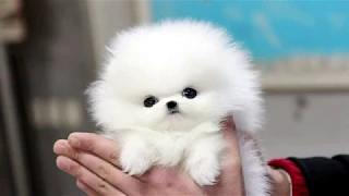 Cute Pomeranian Puppies Videos Compilation #78   Cutest and Funny Dogs