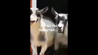 козы смеются, козы ржут, когда ты пошутил