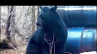 Hunter Bags One of a Kind Bear