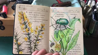 My Nature Journal so far ...