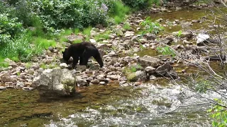 Glacier National Park - Two Medicine Bear Encounter