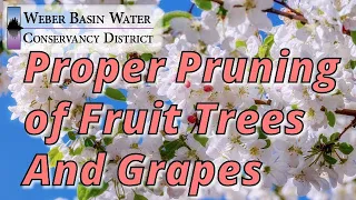Proper Pruning of Fruit Trees & Grapes