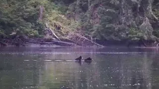 Baby Bear Rides on Mother's Back || ViralHog