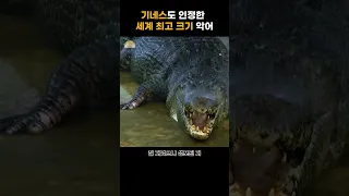 세계 최고 크기 !! 놀라운 바다악어