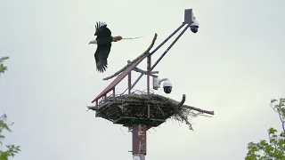 Parent Bald Eagles perched in Delta, BC, Canada