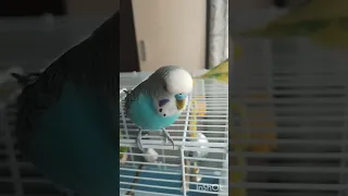 Рацион питания волнистых попугаев. Кеша и Алиса🦜🦜