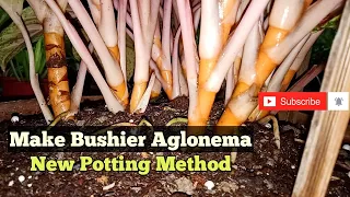 New Potting Method of Aglonema II Make Aglonema Bushier with New Potting Method