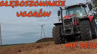 ☆GŁĘBOSZOWANIE UGORÓW☆MF 7S.155 & AGRISTAL☆