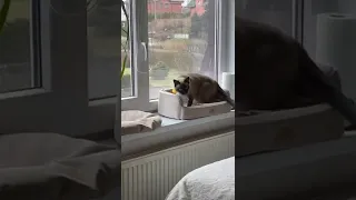 Орущая тайская кошка Сима😁 #кошки #cat