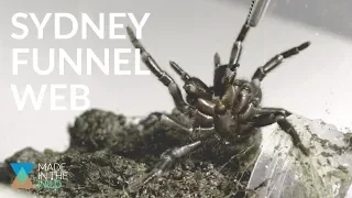 THE MOST DANGEROUS SPIDER ON THE PLANET ft Sydney Funnel Web Spider