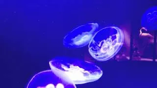 Jellyfish Ballet - Ballet de Méduses - Musée Océanographique de Monaco