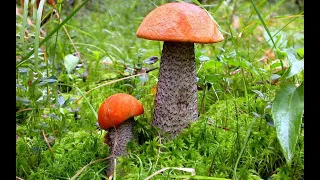 Кругом грибы, грибы, грибы...