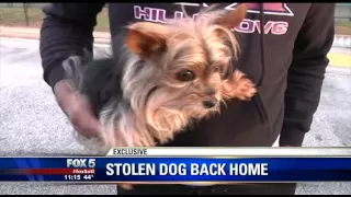 Stolen Yorkie returned to owner